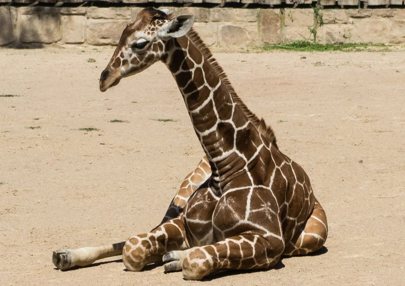 74978 Natur - Minigiraffe Puzzle