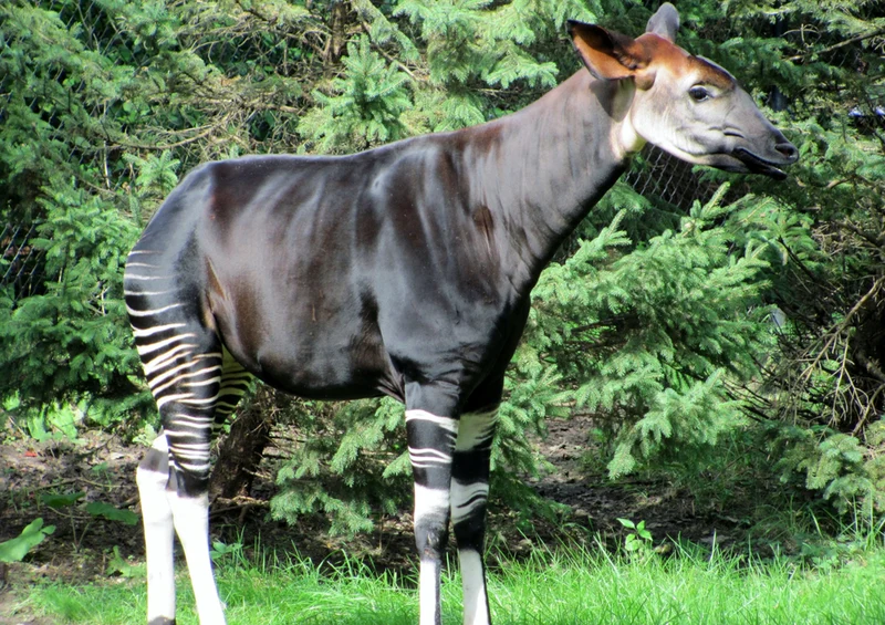 74979 Natur - Tierpark Puzzle