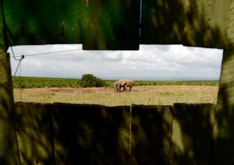 74982 Tierwelt - Elefant Puzzle