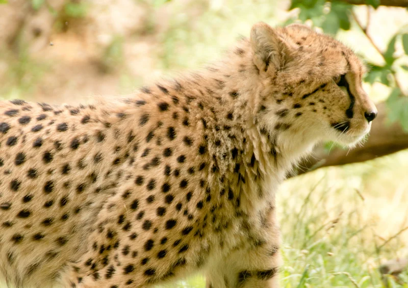 74986 Tierwelt - Leopard Puzzle