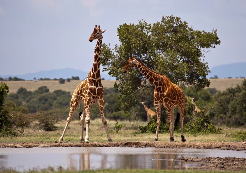 75049 Tierwelt - Giraffe Puzzle