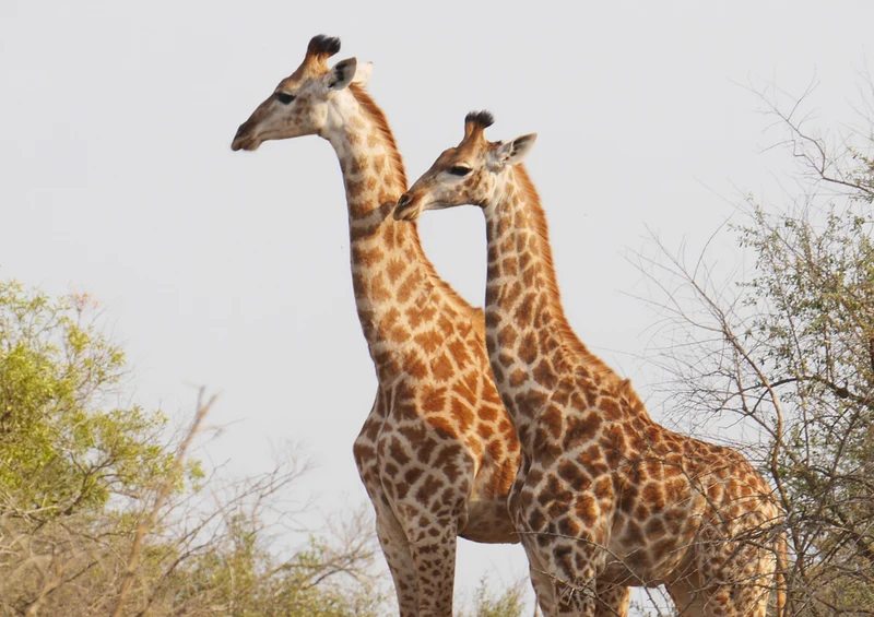 75045 Tierwelt - Giraffen Puzzle