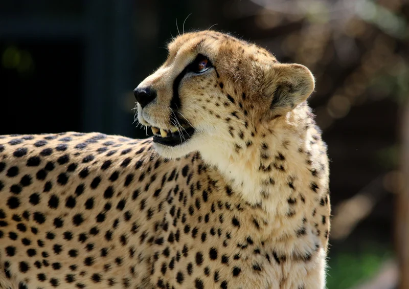 75401 Tierwelt - Leopard Puzzle