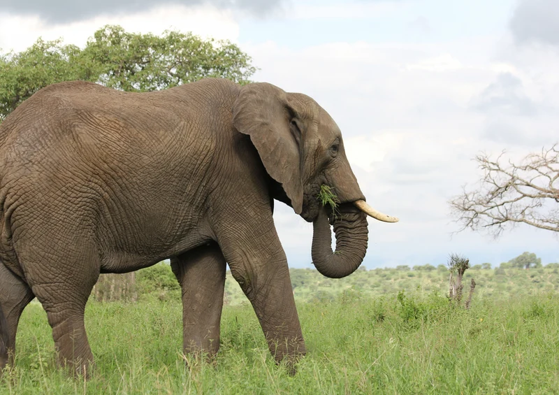 75411 Tierwelt - Elefant Puzzle