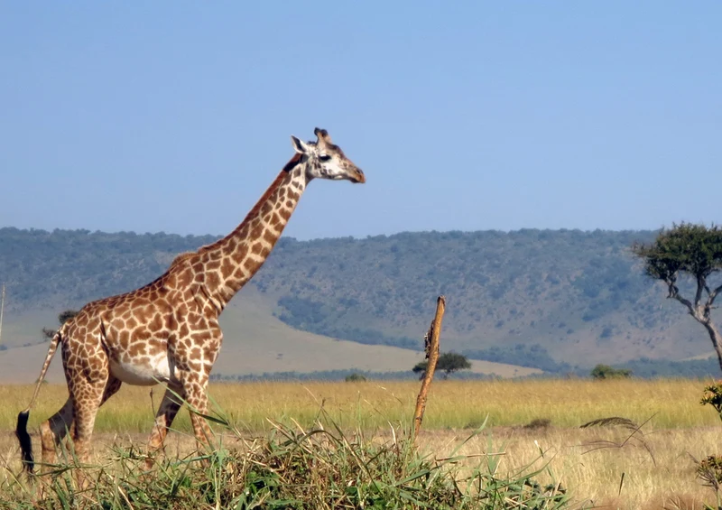 75246 Tierwelt - Giraffe Puzzle