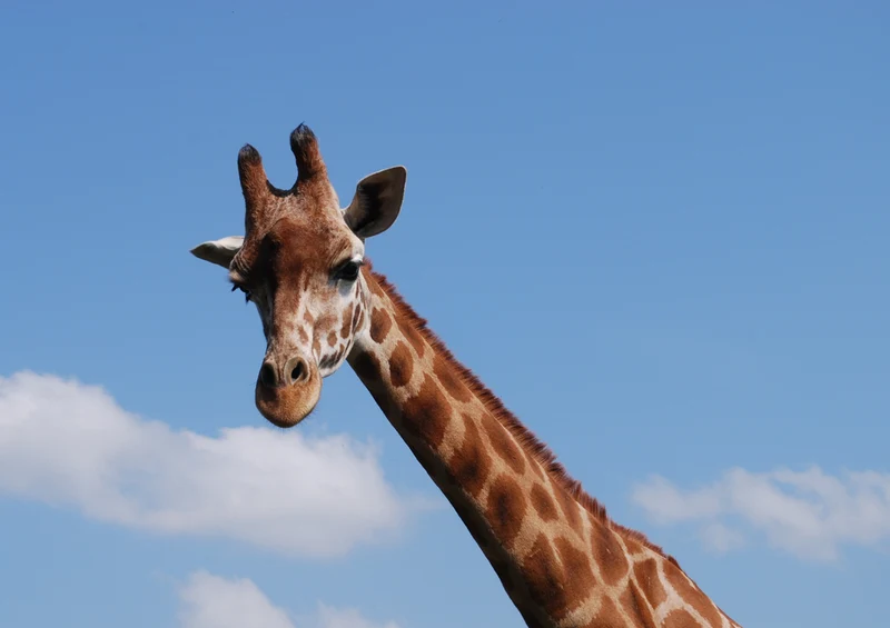 75078 Tierwelt - Giraffe Puzzle