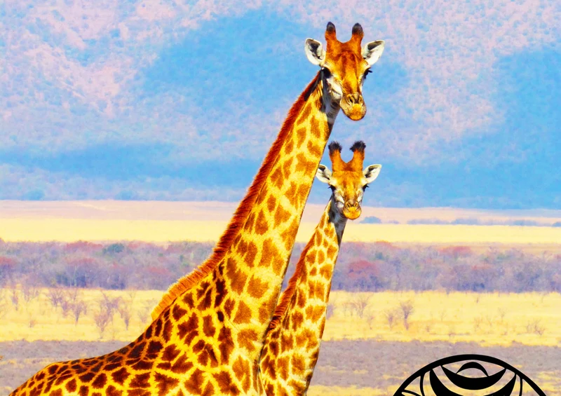 75092 Tierwelt - Giraffen Puzzle