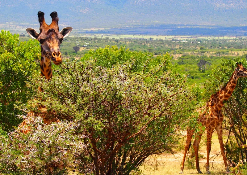 75100 Tierwelt - Giraffe Puzzle