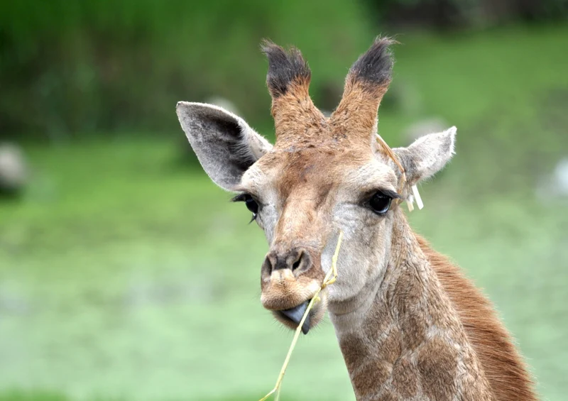 75101 Tierwelt - Giraffe Puzzle
