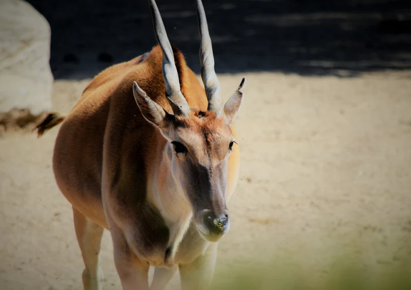 75109 Tierwelt - Antilope Puzzle