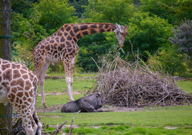 75414 Tierwelt - Safari Puzzle