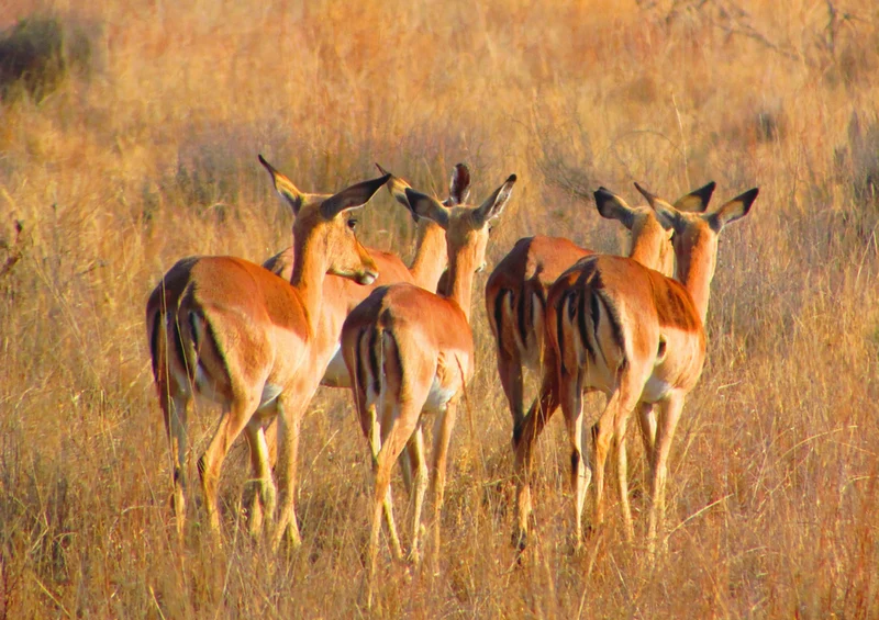 70468 Natur - Impala Puzzle
