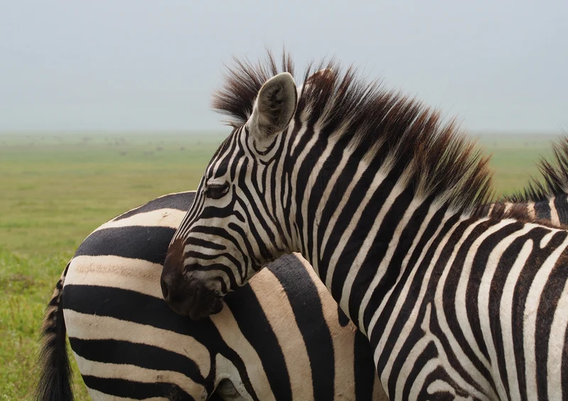75253 Tierwelt - Zebra Puzzle