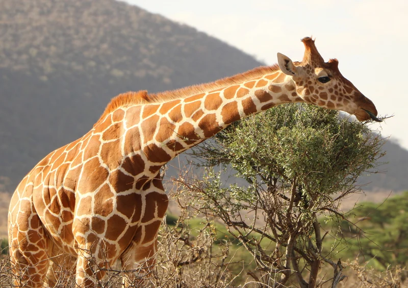 75256 Tierwelt - Giraffe Puzzle