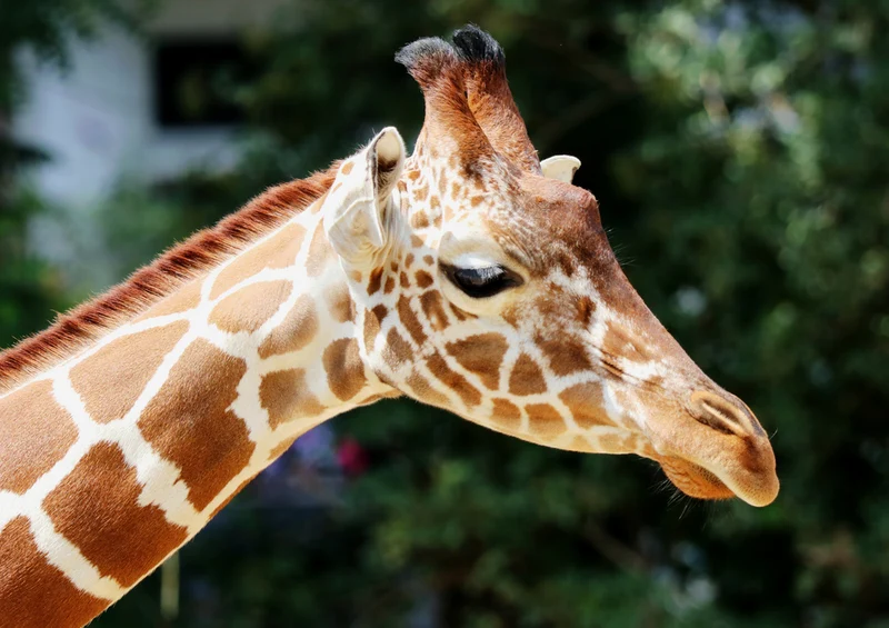 75263 Tierwelt - Giraffe Puzzle