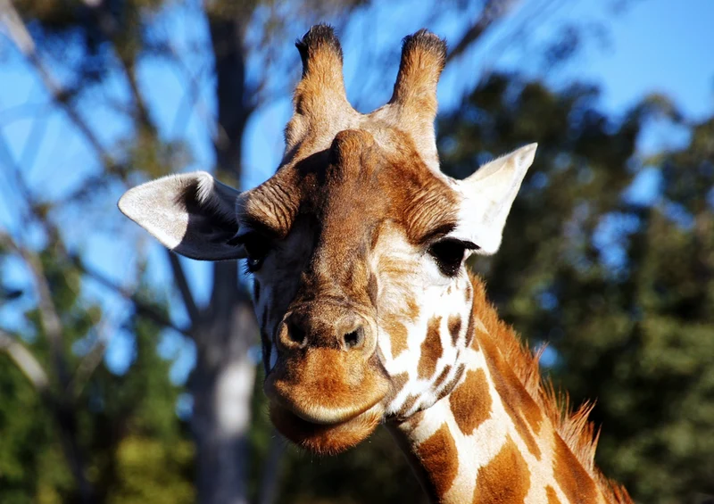 75268 Tierwelt - Giraffe Puzzle