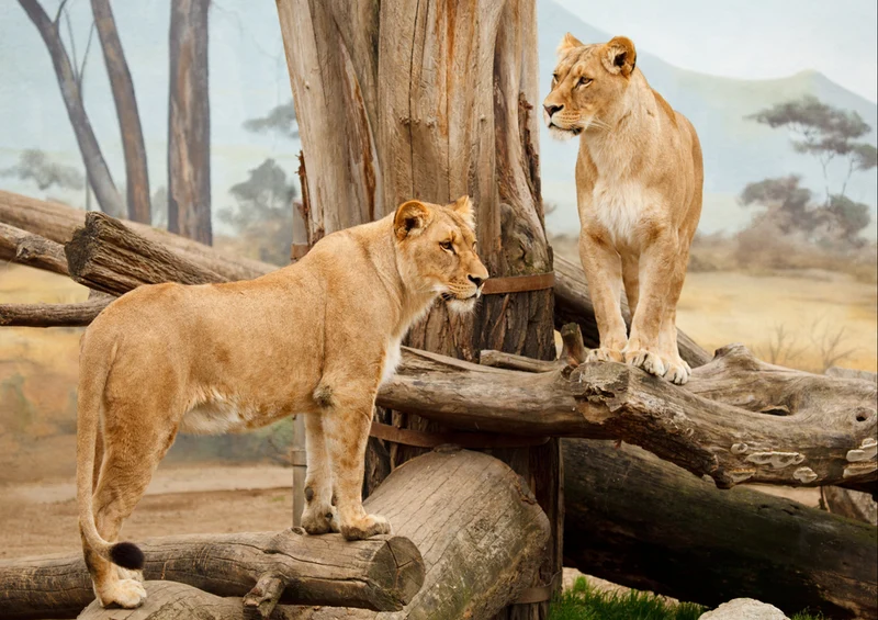 75270 Tierwelt - Safari Puzzle