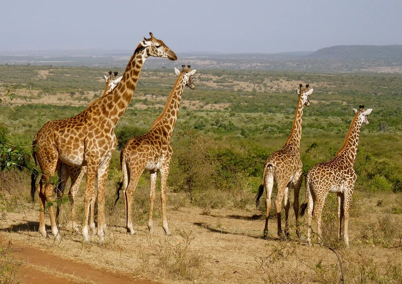 75116 Tierwelt - Giraffe Puzzle