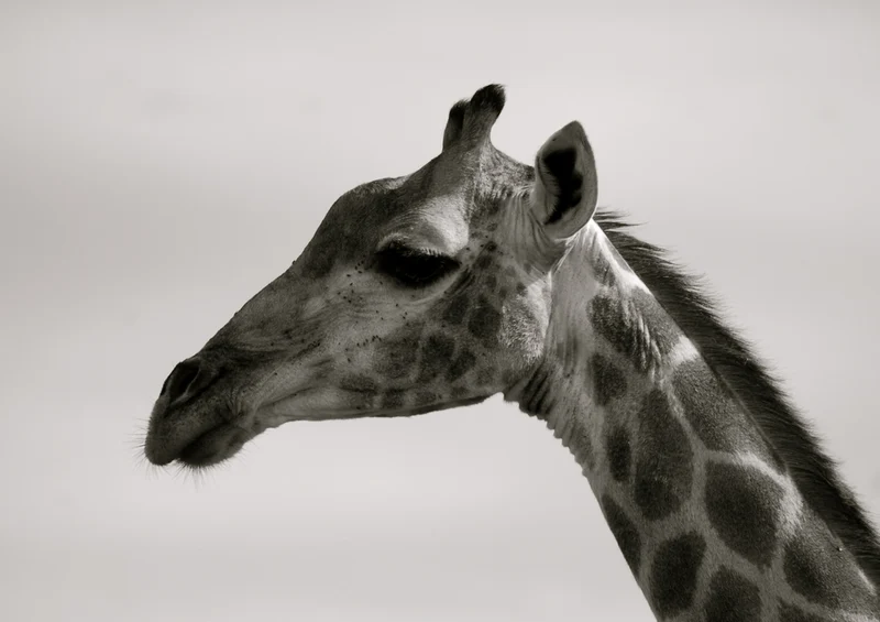 75127 Tierwelt - Giraffe Puzzle