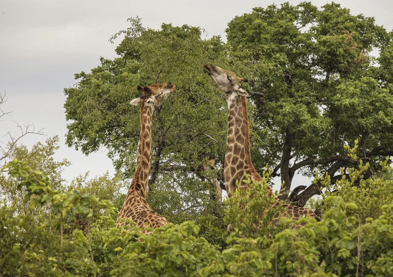 75133 Tierwelt - Giraffe Puzzle