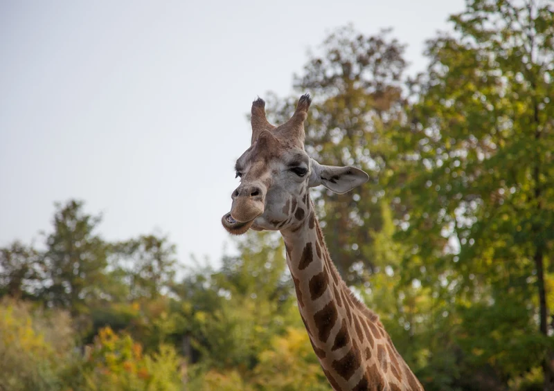 75142 Tierwelt - Giraffe Puzzle