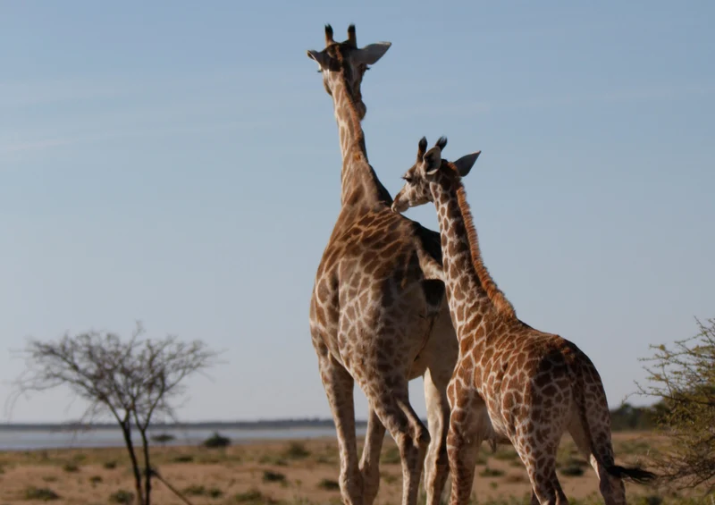 75190 Tierwelt - Giraffe Puzzle
