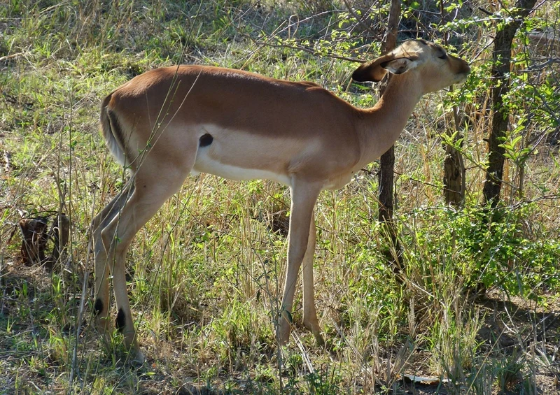 53316 Tierwelt - Antilope Puzzle