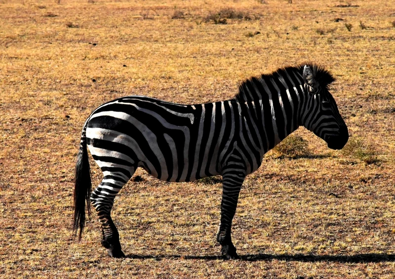53312 Tierwelt - Zebra Puzzle