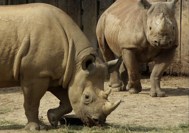 53290 Tierwelt - Nashorn Puzzle