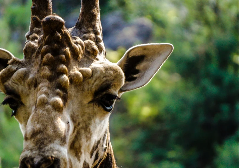 75429 Tierwelt - Giraffe Puzzle