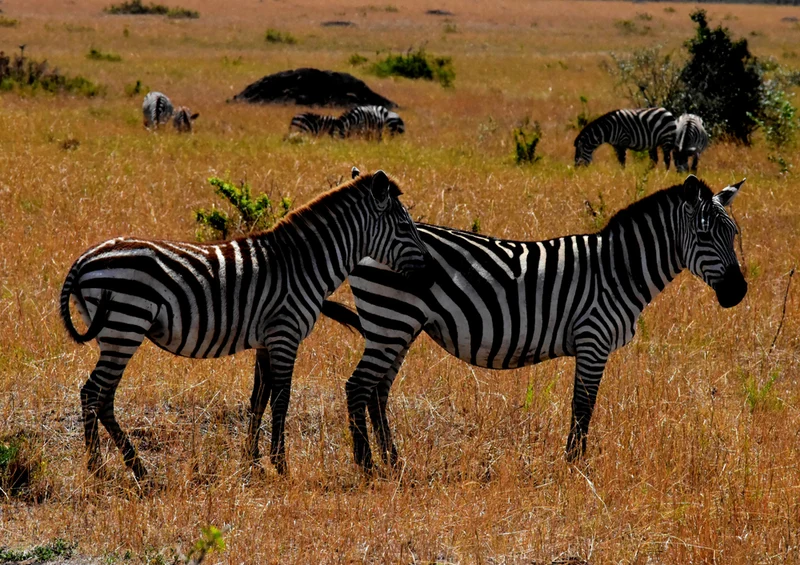 75003 Tierwelt - Zebra Puzzle