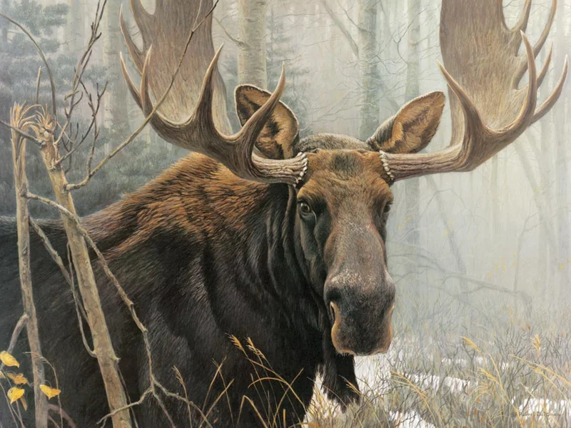 Bull Moose, Robert Bateman (500pcs)