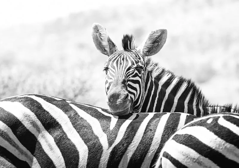 75289 Tierwelt - Zebra Puzzle