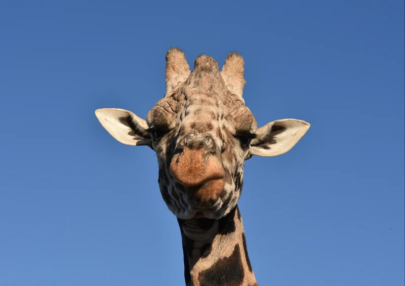 75292 Tierwelt - Giraffe Puzzle