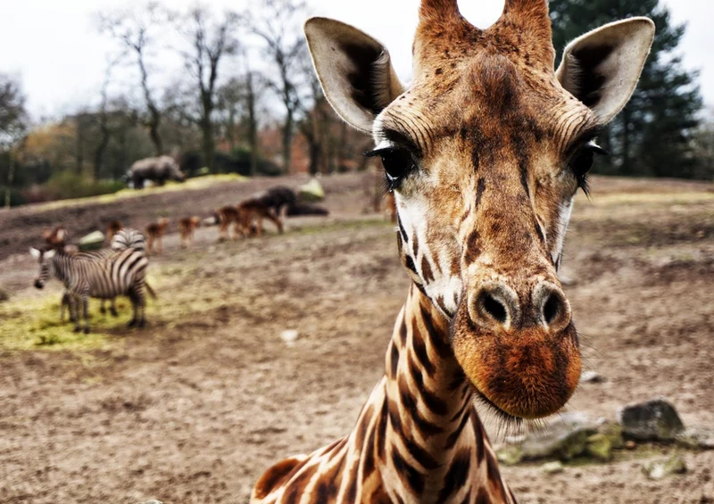 75293 Tierwelt - Giraffe Puzzle