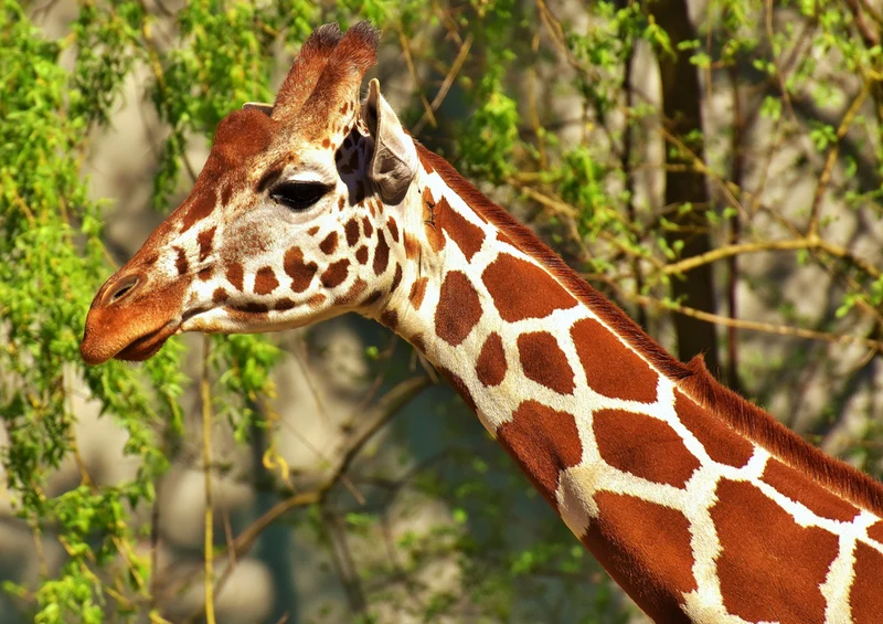 75295 Tierwelt - Giraffe Puzzle