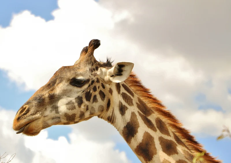 75305 Tierwelt - Giraffe Puzzle