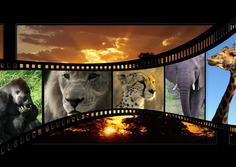 75191 Hintergründe - Zoo Puzzle