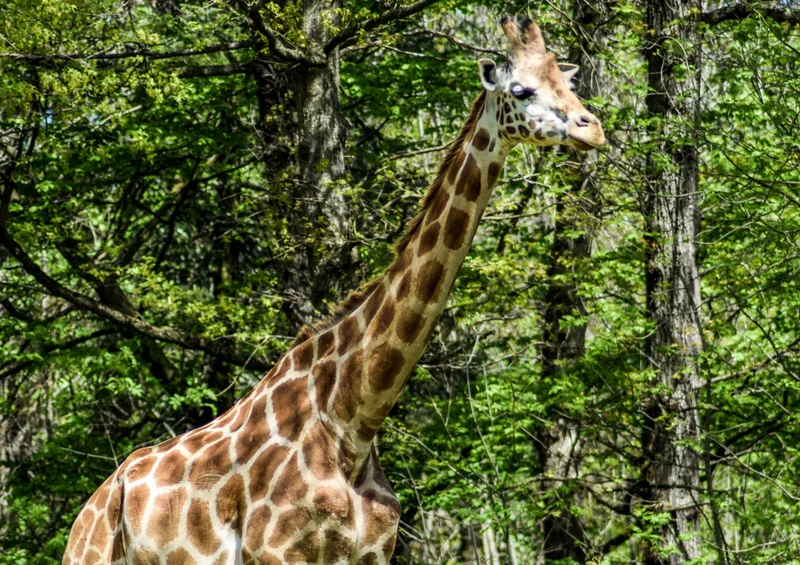 75197 Tierwelt - Giraffe Puzzle
