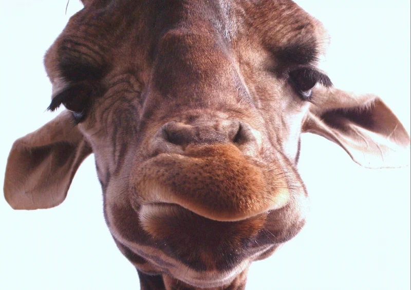 75233 Tierwelt - Giraffe Puzzle