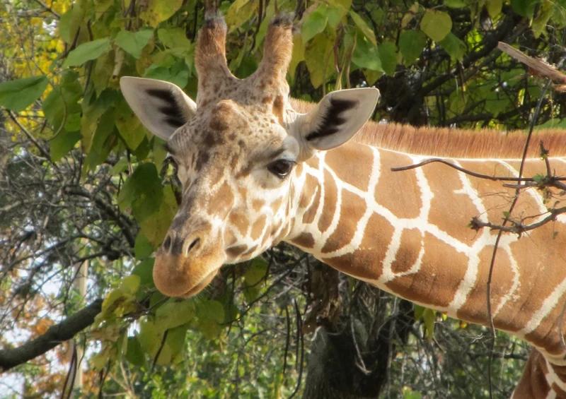 75231 Tierwelt - Giraffe Puzzle