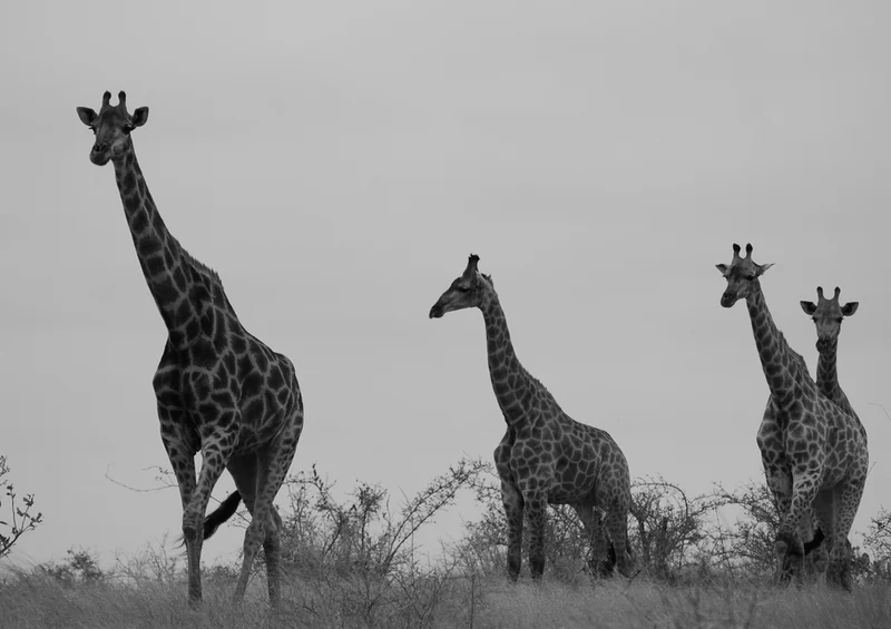 75228 Tierwelt - Giraffe Puzzle