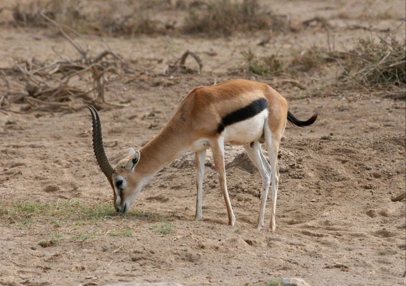 75687 Tierwelt - Antilope Puzzle