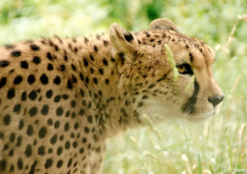 75437 Tierwelt - Leopard Puzzle