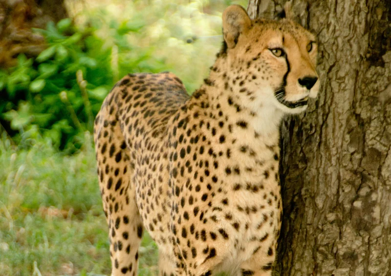 75454 Tierwelt - Gepard Puzzle