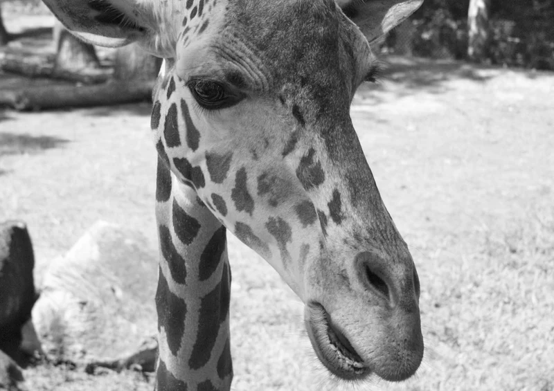 75458 Tierwelt - Giraffe Puzzle