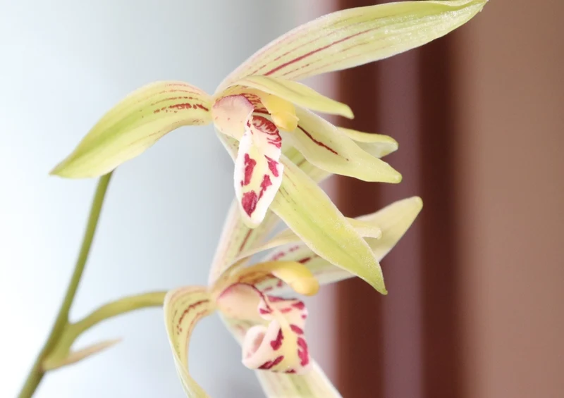 53279 Natur - Orchidee Puzzle