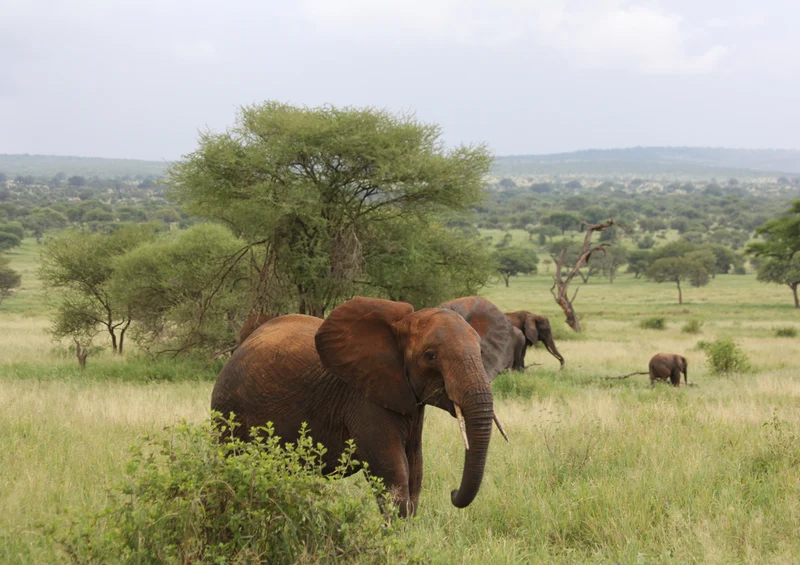 75503 Tierwelt - Elefant Puzzle