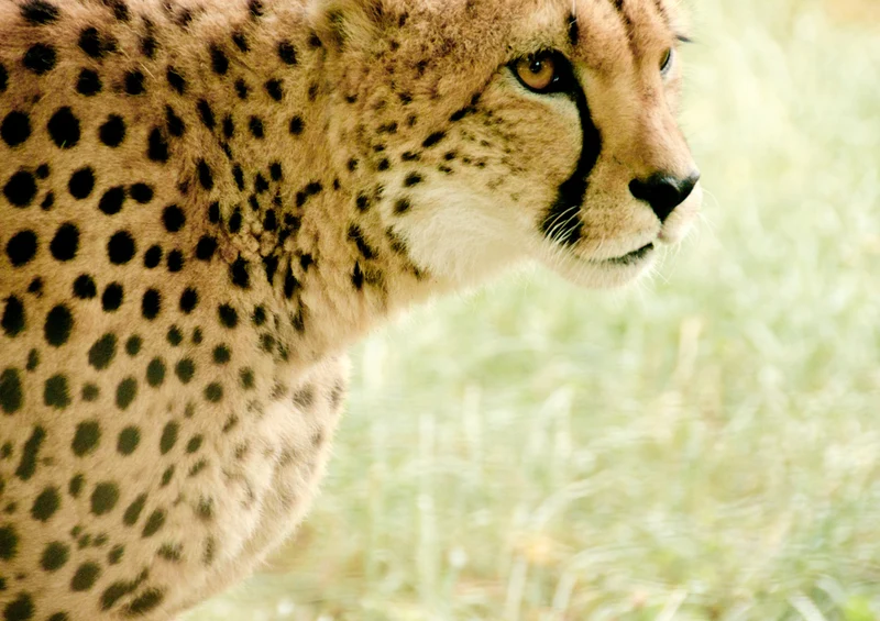 75509 Tierwelt - Gepard Puzzle