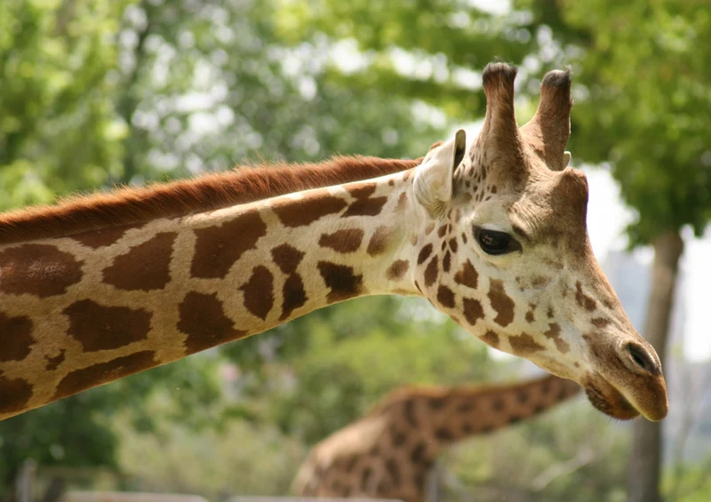 74368 Tierwelt - Giraffe Puzzle